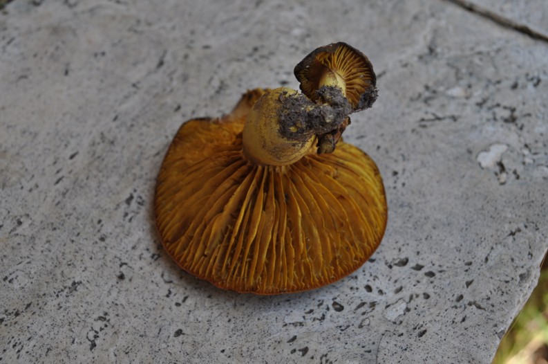 Phylloporus rhodoxanthus -  29.6.2010